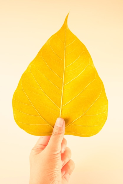 Foto hand, die das goldene bodhi blatt hält