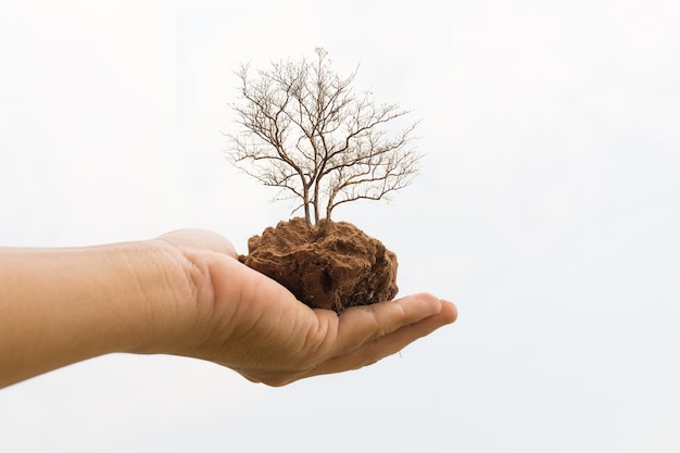 Hand, die den Boden auf weißem Hintergrund, Baum im Boden auf Isolatbild hält,