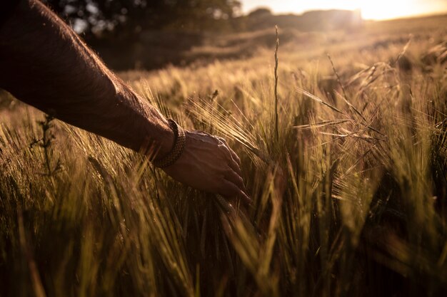 Hand, die den Weizen bei Sonnenuntergang berührt