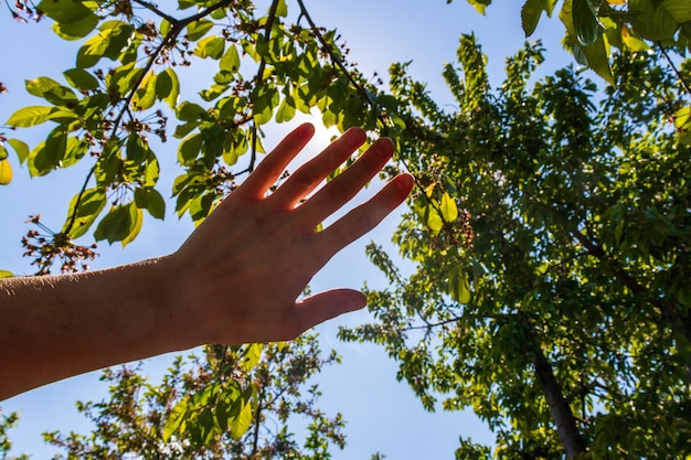 Hand, die die Sonne im Wald bedeckt