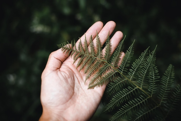 Hand, die dunkelgrünes Farnblatt im tropischen Wald im Freien hält Nahaufnahme zurückhaltender selektiver Fokus pov