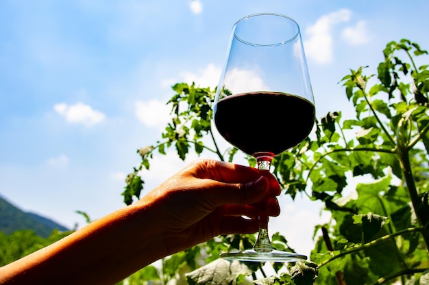 Hand, die ein Glas Pflanze gegen den Himmel hält