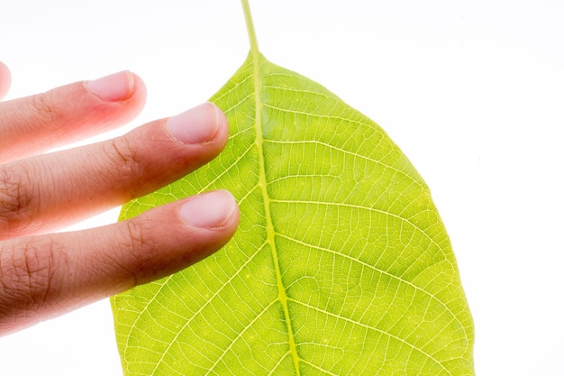 Hand, die ein grünes Blatt hält