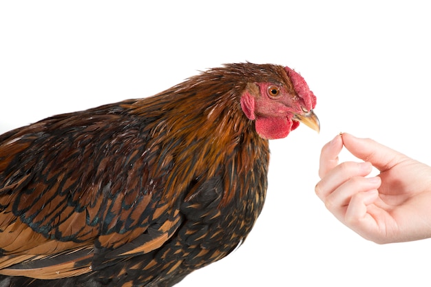 Foto hand, die ein huhn einzieht