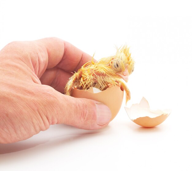 Hand, die ein Huhn in einer Eierschale hält