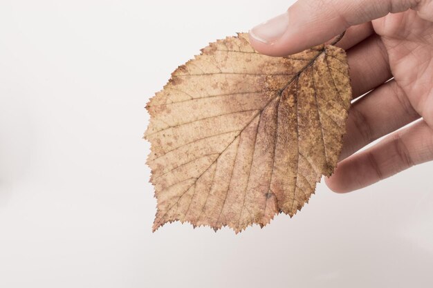 Hand, die ein trockenes Herbstblatt auf einem weißen Hintergrund hält