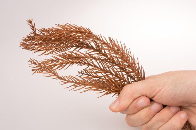 Hand, die ein trockenes Herbstblatt auf einem weißen Hintergrund hält