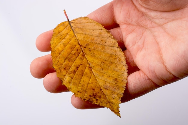 Hand, die ein trockenes Herbstblatt auf einem weißen Hintergrund hält