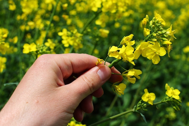 Hand, die eine Blumenvergewaltigung hält