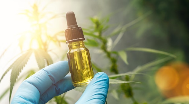 Hand, die eine Flasche biologischen und ökologischen pflanzlichen pharmazeutischen cbd-Öls in einem Tropfer auf einer Hanffarm hält. Konzept der pflanzlichen Alternativmedizin, cbd-Öl, pharmazeutische Industrie