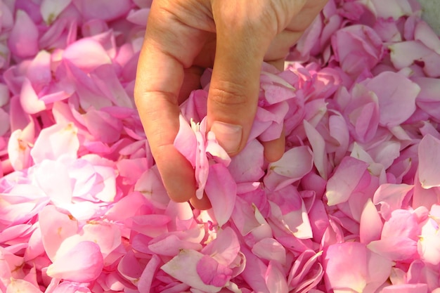 Hand, die eine Handvoll rosa Teerosenblätter hält