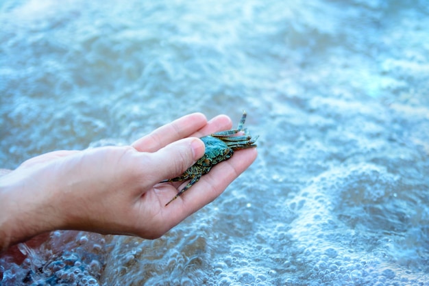 Hand, die eine kleine Krabbe vor dem Hintergrund des Meeres hält