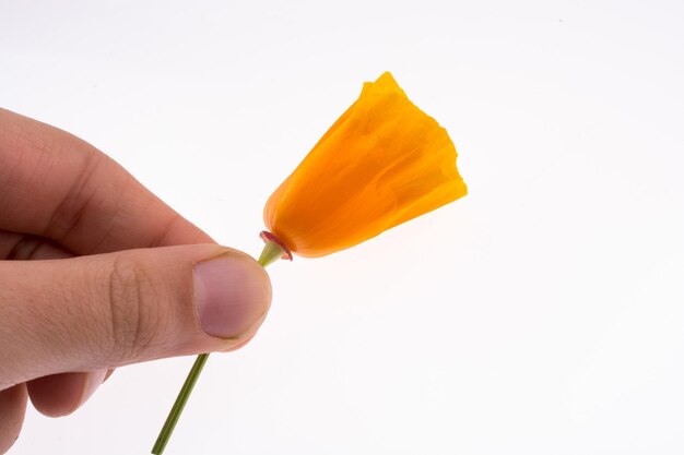 Hand, die eine orange Blume hält
