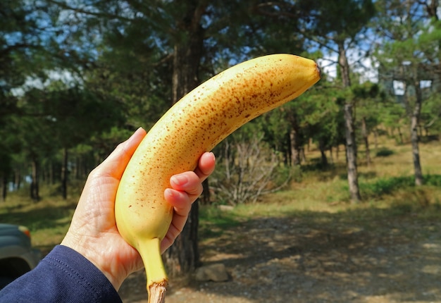 Hand, die eine reife Banane mit braunen Flecken auf der Haut mit verschwommenem Wald im Hintergrund hält
