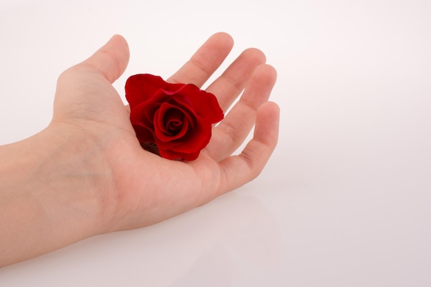 Hand, die eine Rose hält