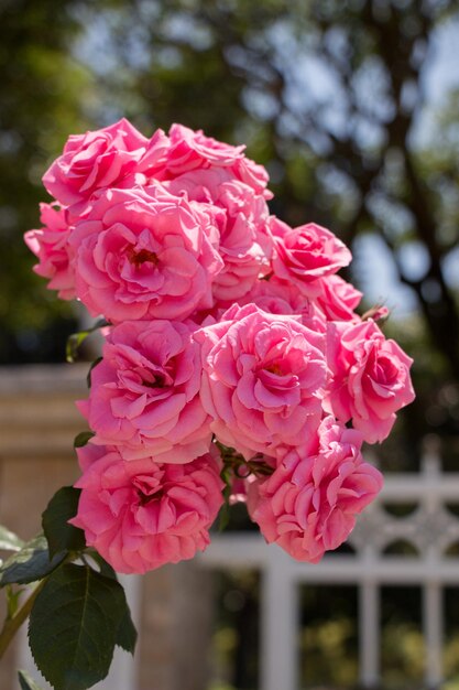 Hand, die eine Rose in einem Rosengarten hält