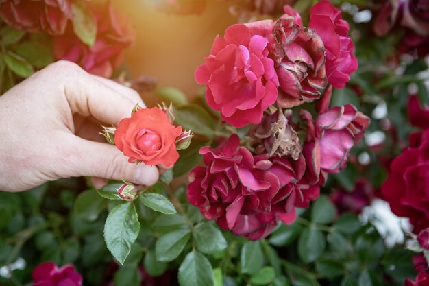 Hand, die eine schöne Rose berührt