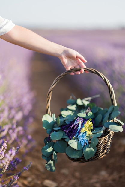 Hand, die einen Blumenstrauß im Sommeraroma-Lavendelfeld-Aromatherapie-Duft in Brihuega hält