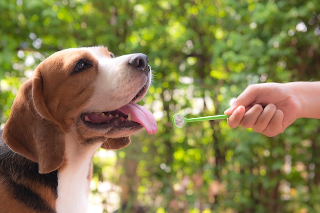 Hand, die einen Spiegel im Mund eines Beagle-Hundes hält