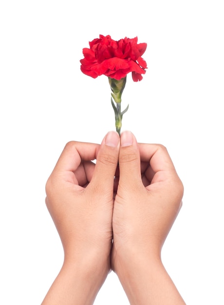 Hand, die einen Strauß roter Chrysanthemenblumen isoliert auf weißem Hintergrund hält.