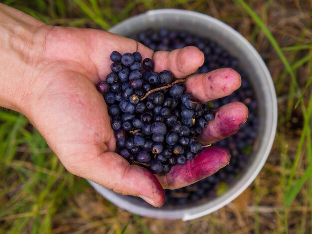 Hand, die frische gemeine Blaubeere Vaccinium myrtillus hält