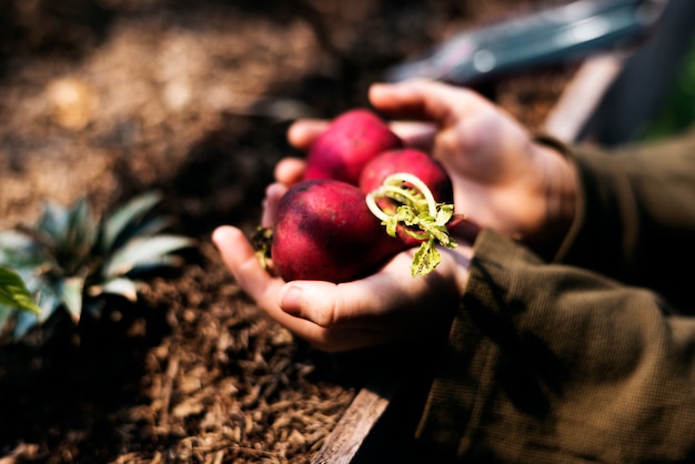 Hand, die frisches organisches Rettichnaturprodukt hält