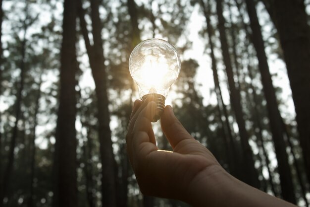 Hand, die Glühlampe mit Sonnenlicht im Wald hält. Solarenergie, sauberes Stromkonzept