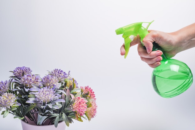 Hand, die grüne Flasche des Plastiksprays und Blumen in der Vase auf einem weißen Hintergrund hält. Die Hand einer Frau sprüht Blumen in eine Vase. Mann mit Wassersprühgerät in der Hand. Speicherplatz kopieren