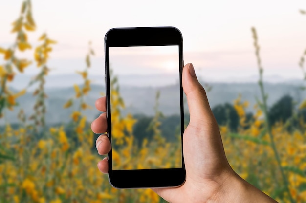 Hand, die Handy mit leerem Bildschirm im Wald hält