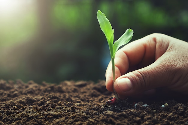 Hand, die jungen Mais für das Pflanzen im Garten hält