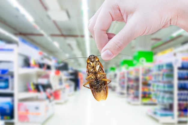 Hand, die Kakerlake im Supermarkt hält, Kakerlake im Einkaufszentrum beseitigen