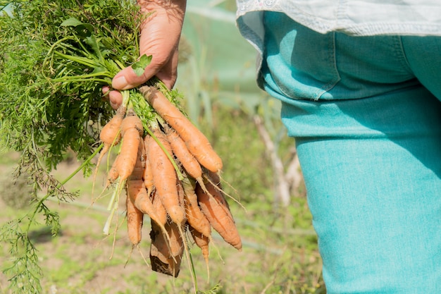 Hand, die Karotten des Gartens hält