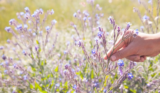 Hand, die kleine blaue Blumen aufnimmt.