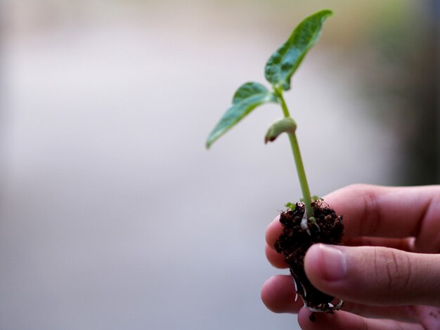 Hand, die kleinen Baum mit Fokus hält