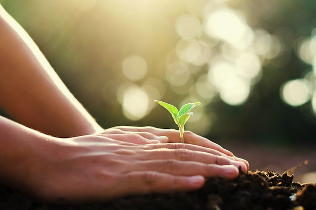 Hand, die kleinen Baum und Sonnenaufgang im Garten pflanzt. Konzept grüne Welt