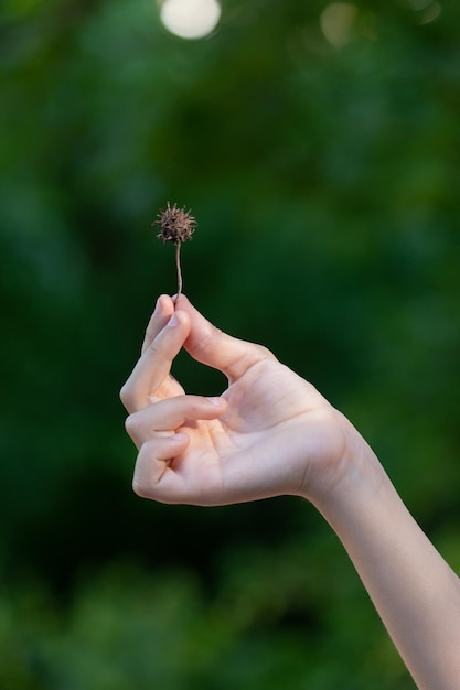 Hand, die Liquidambar-Blume vertikal hält