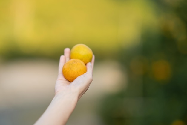 Hand, die Mandarine vom Baum erreicht, um zu ernten