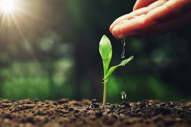 Hand, die ot jungen Mais im Garten wässert