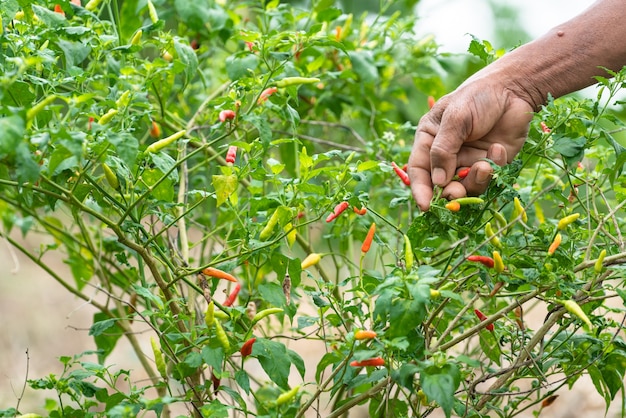 Hand, die Paprika vom Garten auswählt