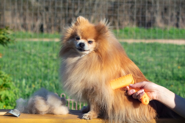 Hand, die Pflege, Haarschnitt, Wolle des schönen glücklichen pommerschen Spitzhundes kämmend tut. Flauschiger kleiner Welpe, Tierhaarpflege, Schneidverfahren. Tierarzt Friseur, Pflege Salon im Freien