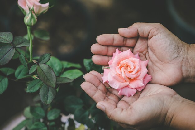 Hand, die rosa Blüte Rose im Garten hält. Hausgarten-Konzept