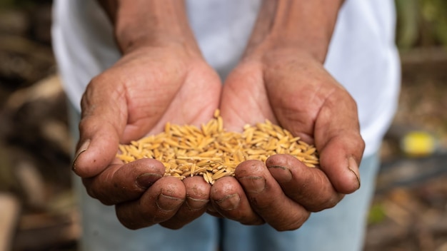 Hand, die Samen hält SeedingSetzlingLandwirtschaft ReissamenxA