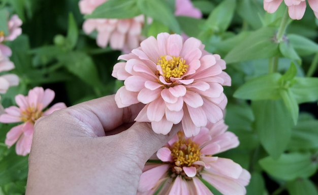 Hand, die schöne frische rosa Chrysanthemenblumen hält