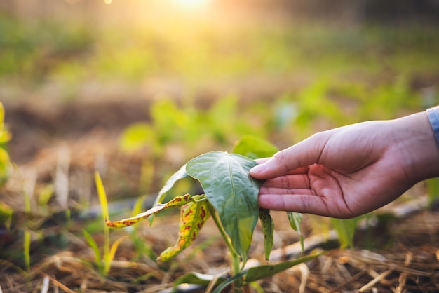 Hand, die Schösslingsbohne im Bauernhof mit Sonnenuntergang hält. Konzept Landwirtschaft