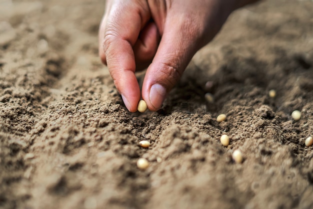 Hand, die Sojasamen im Gemüsegarten pflanzt. Landwirtschaftskonzept