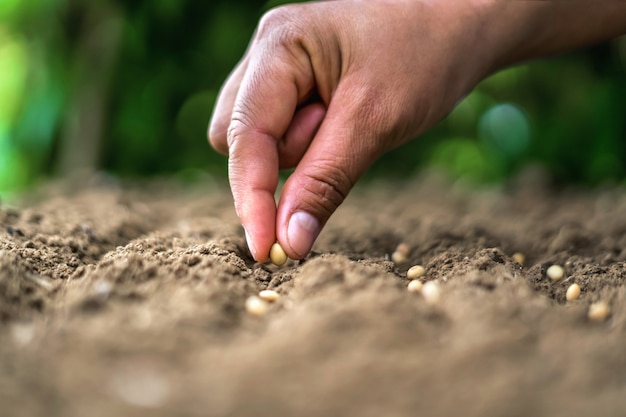 Hand, die Sojasamen im Gemüsegarten pflanzt. Landwirtschaftskonzept