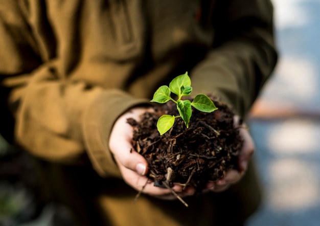 Hand, die Sprössling für wachsende Natur hält