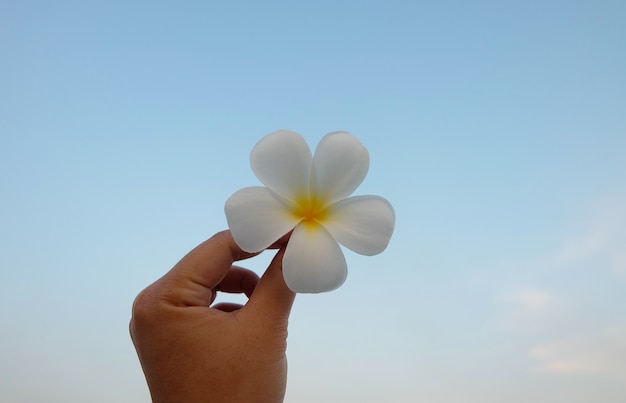 Hand, die weißen Plumeria, tropische Blume des Frangipani gegen blauen Himmel hält