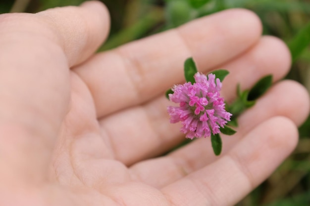 Hand, die Wildblumen auf dem Feld hält