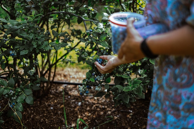Hand einer Frau, die Blaubeeren vom Baum pflückt